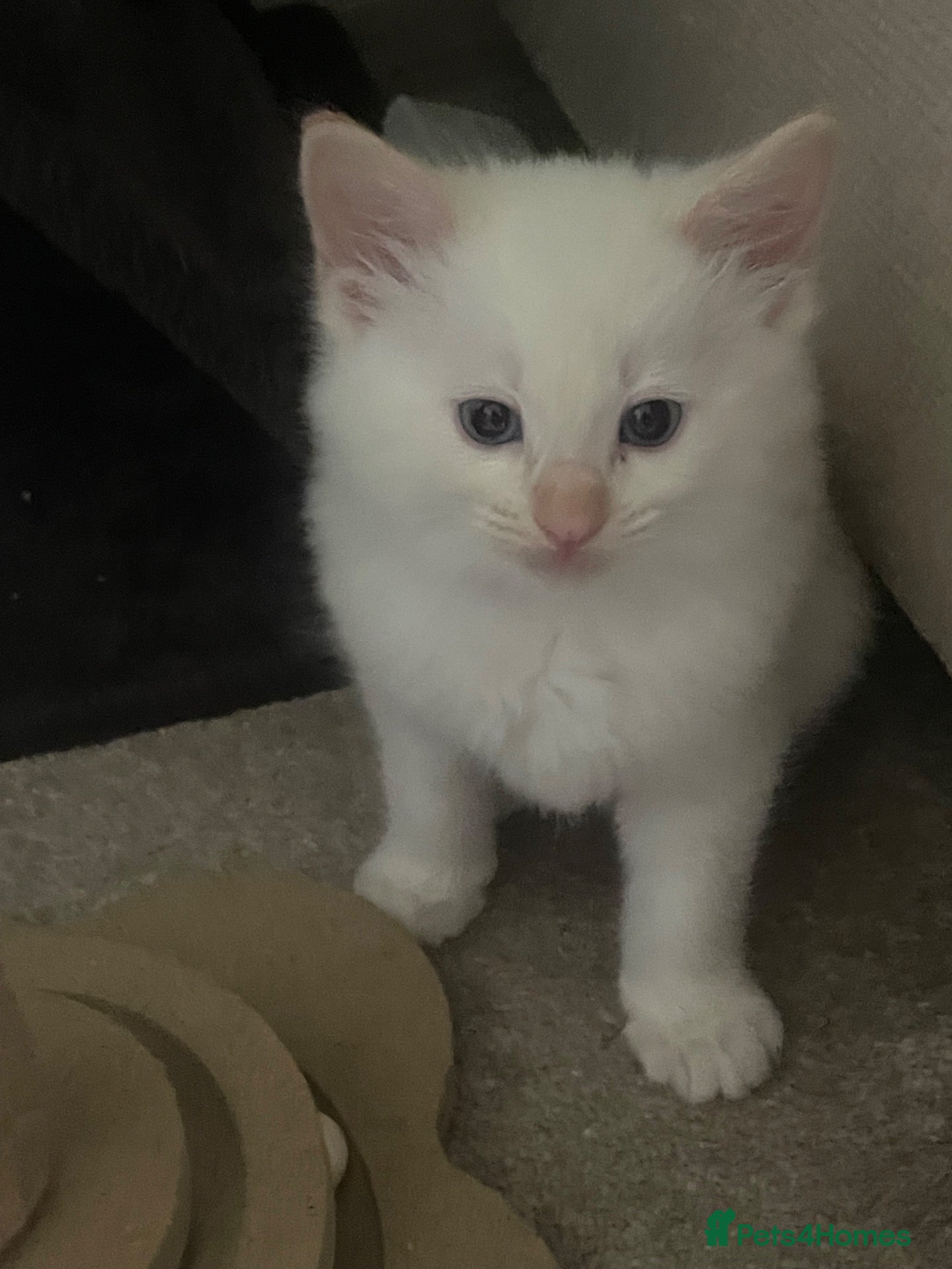 Mixed Breed cats Rag Doll Mixed Breed  - Advert 1