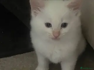 Mixed Breed cats Rag Doll Mixed Breed - Advert 1