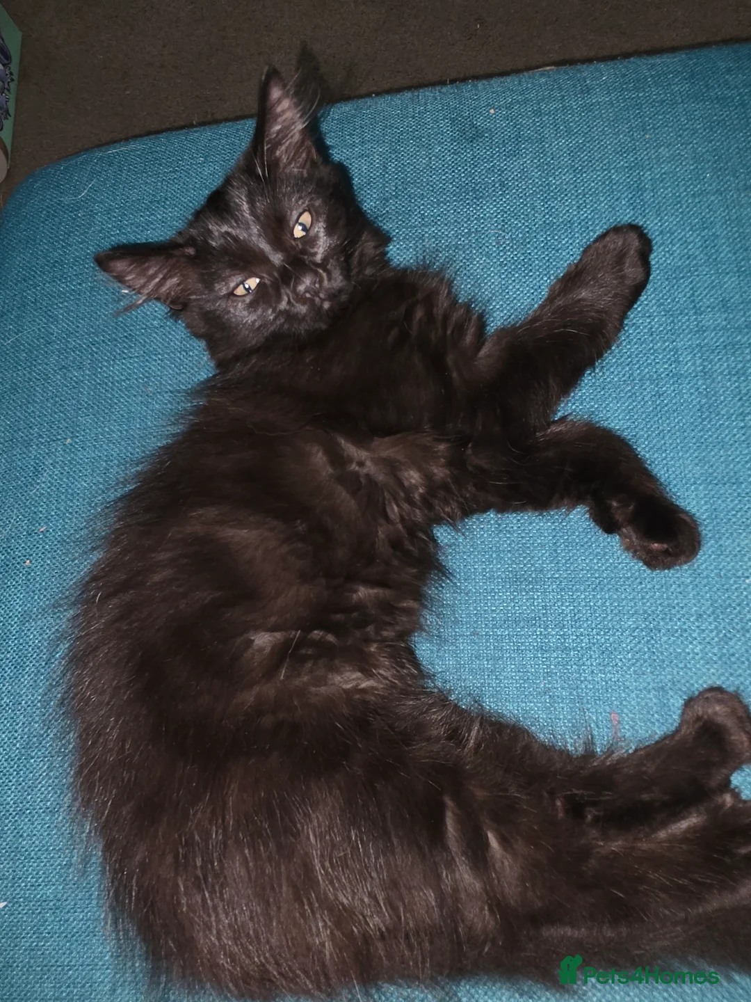 British Shorthair cats for sale: 2 Lovely Black Kittens - Advert 2