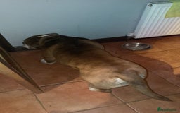 English Bulldog dogs for adoption: BOYE, a Lovely Boy - for a Loving Home - Image 4