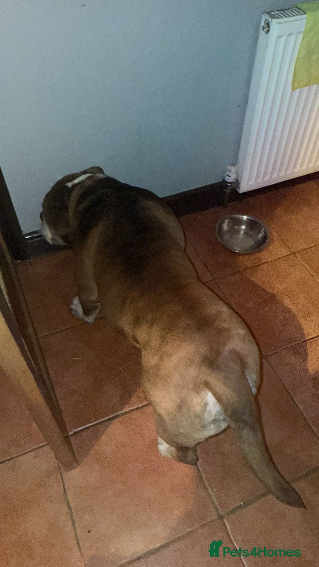 English Bulldog dogs for adoption: BOYE, a Lovely Boy - for a Loving Home - Image 4