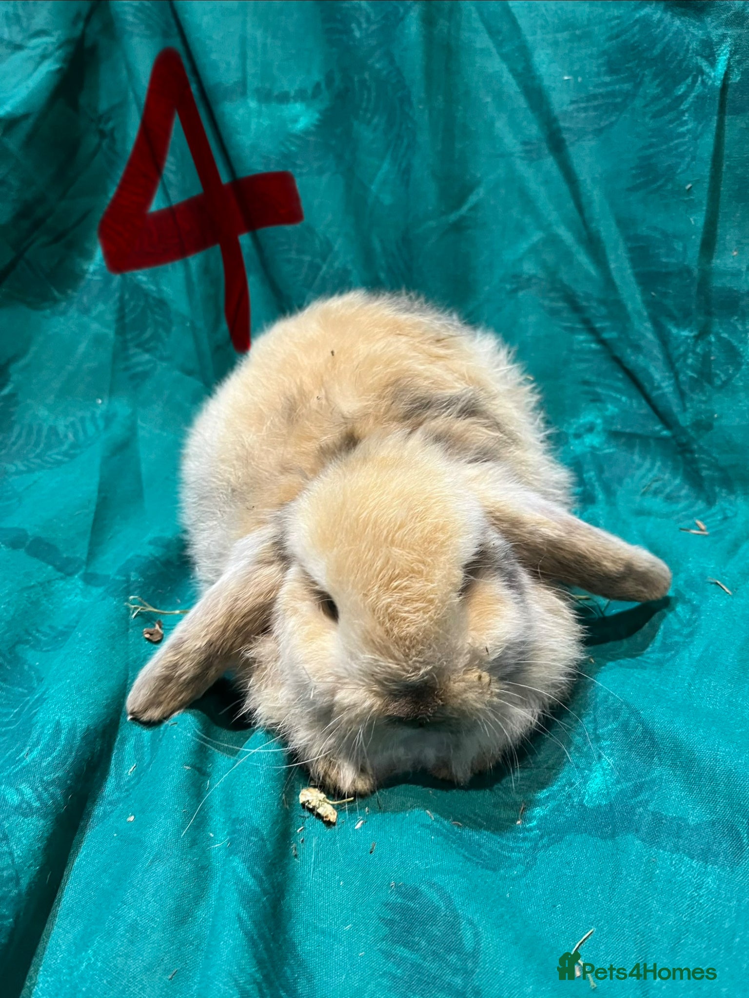Mini Lop rabbits Baby Mini Lop Bunnies  - Advert 2