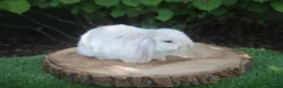 Mini Lop rabbits for sale: Pure bred Mini lop baby rabbits  - Advert 11