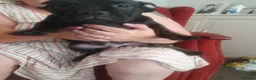 Mixed Breed dogs for sale: Oldtyme x french bulldog - Advert 5