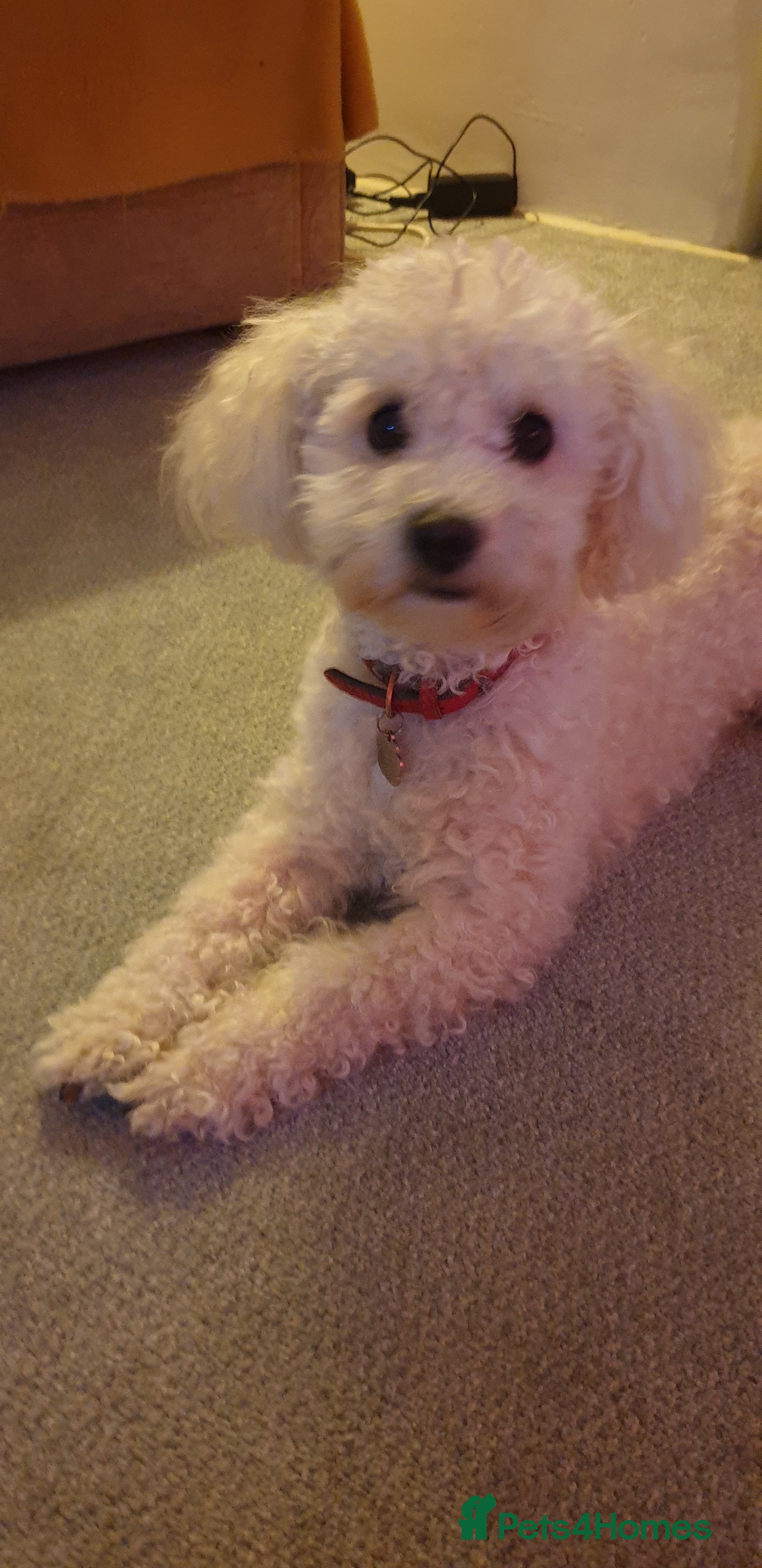 Miniature Poodle dogs Archie well Proven stud miniature poodle  in Chard - Advert 9