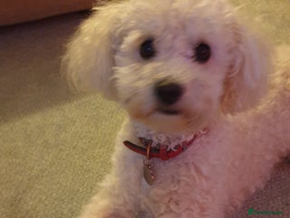 Miniature Poodle dogs in Chard - Advert 6