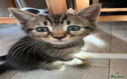 British Shorthair cats for sale: Kittens  - Image 5