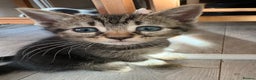 British Shorthair cats for sale: Kittens  - Advert 5