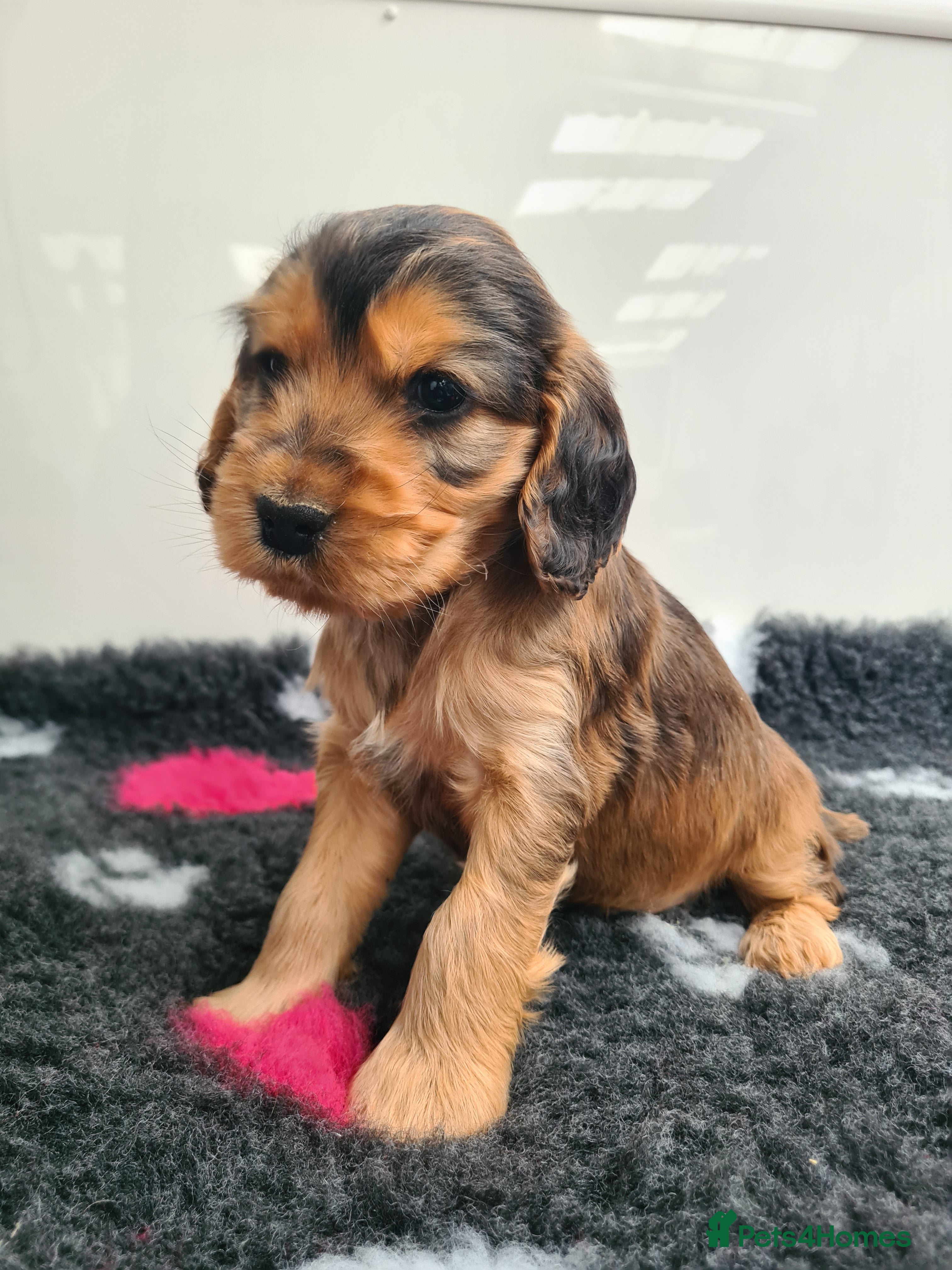 Cocker Spaniel dogs Sable Show Type Cocker Spaniels- KC reg - Advert 1