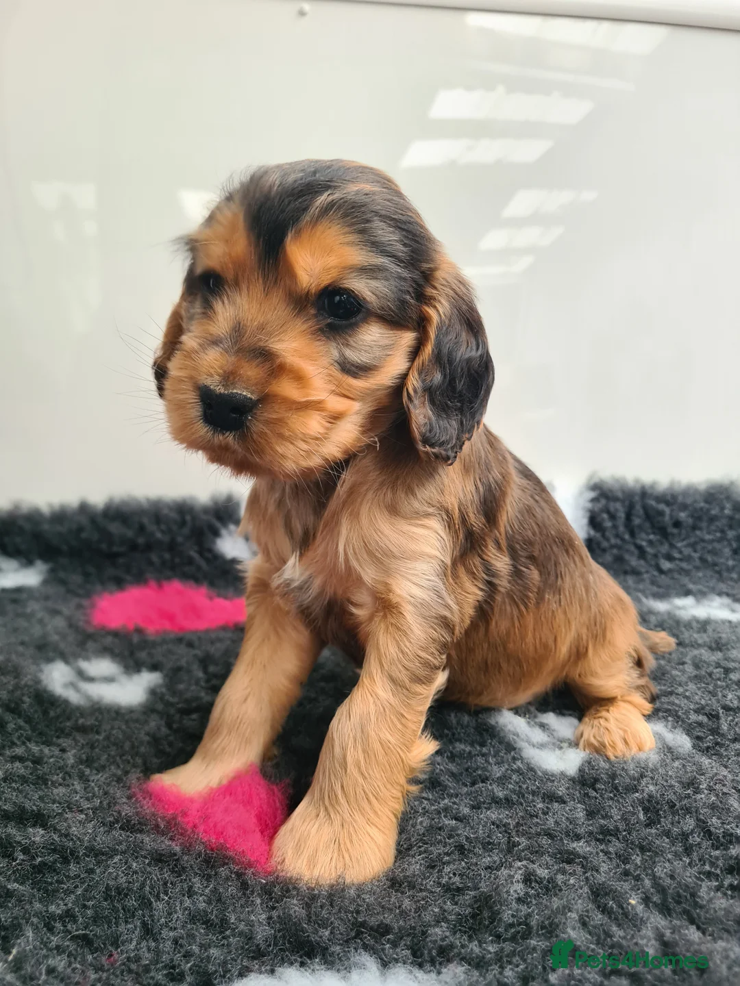 Cocker Spaniel dogs for sale: Sable Show Type Cocker Spaniels- KC reg - Advert 3
