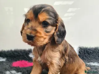 Cocker Spaniel dogs Sable Show Type Cocker Spaniels- KC reg - Advert 8