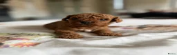 Cavapoo dogs for sale: Reduced F1b Toy Cavapoo girl health tested parents - Advert 31
