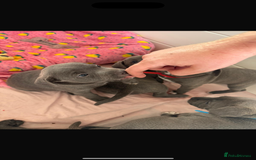 Staffordshire Bull Terrier dogs for sale: Last puppy needing a new home… - Image 10