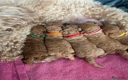 Toy Poodle dogs for sale: Stunning baby KC reg toy poodles  - Image 11