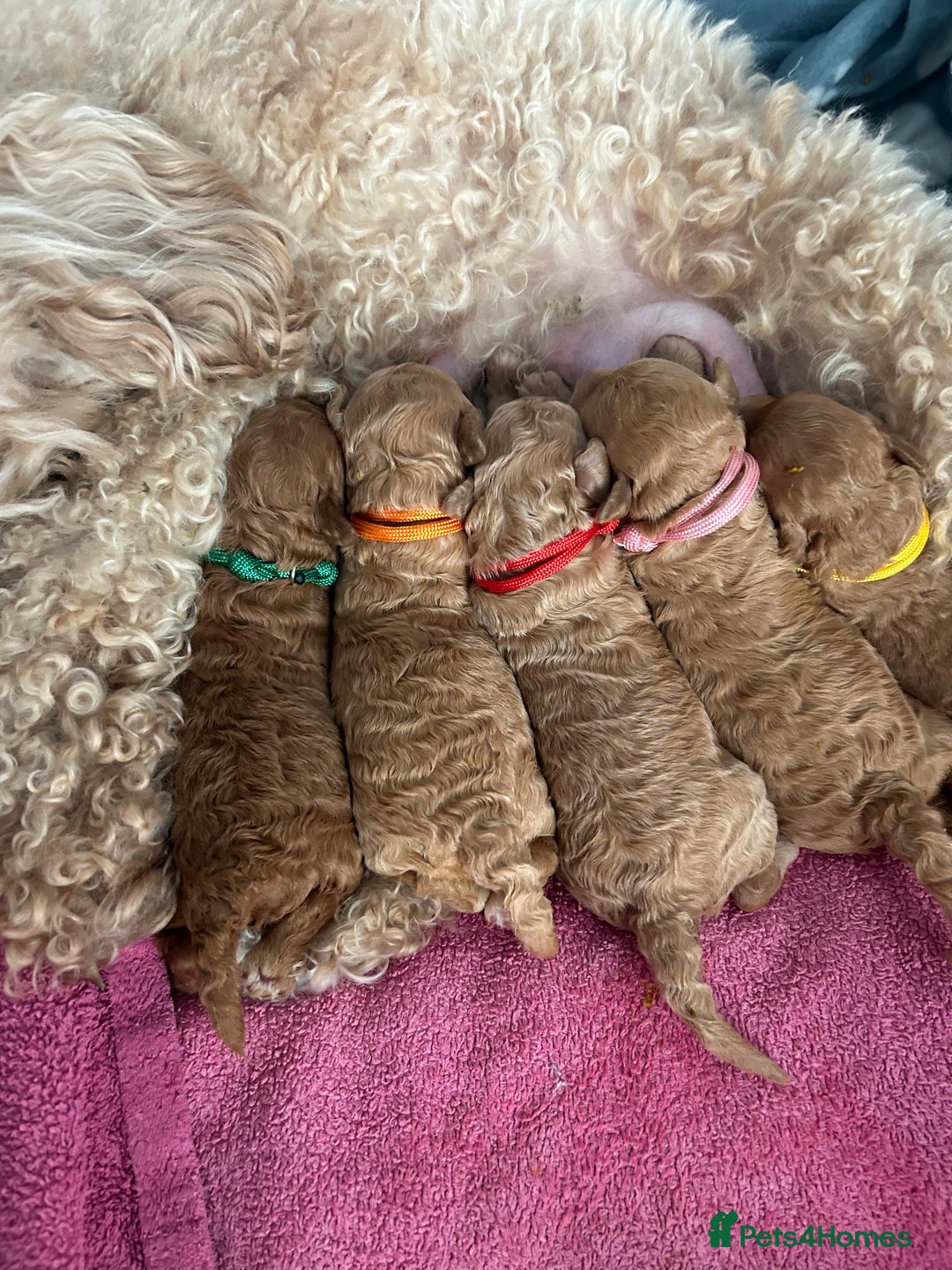 Toy Poodle dogs for sale: Stunning baby KC reg toy poodles  - Image 11