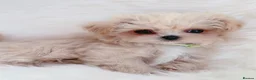 Maltipoo dogs for sale: Extra small F1 maltipoo puppies  - Advert 8