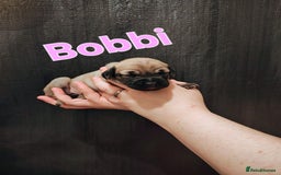 Mixed Breed dogs for sale: Pug x Lucher  - Image 28