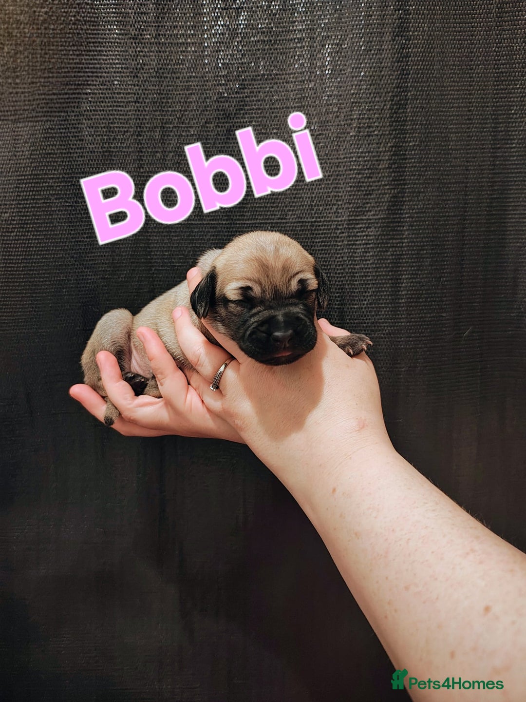 Mixed Breed dogs for sale: Pug x Lucher  - Image 28