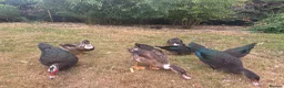 Ducks poultry for sale: Muscovy Ducks for sale - Male & Female - Advert 27