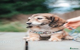 Miniature Dachshund dogs for sale: CREAM MINIATURE DACHSHUNDS CHAMPION PEDIGREE  - Image 25