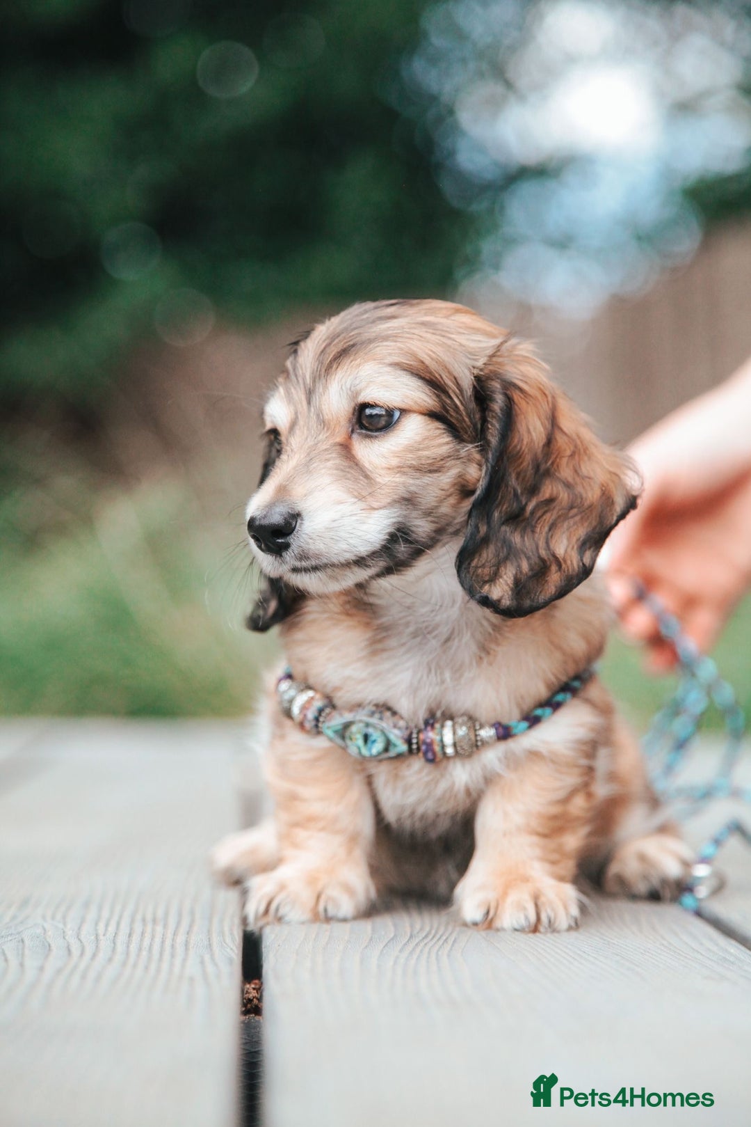 Miniature Dachshund dogs for sale: CREAM MINIATURE DACHSHUNDS CHAMPION PEDIGREE  - Image 25