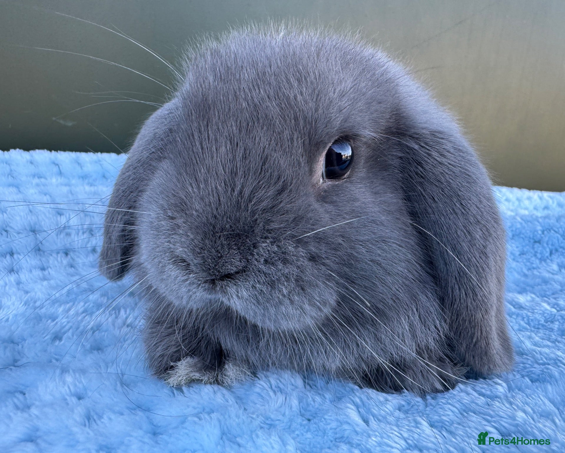 Mini Lop rabbits for sale: Pure bred Mini Lop Rabbits Ready to leave now - Advert 2