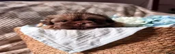Shih Tzu dogs for sale: Stunning, chocolate KC reg tiny imperial shih tzu  - Advert 12