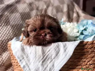 Shih Tzu dogs Stunning, chocolate KC reg tiny imperial shih tzu - Advert 17