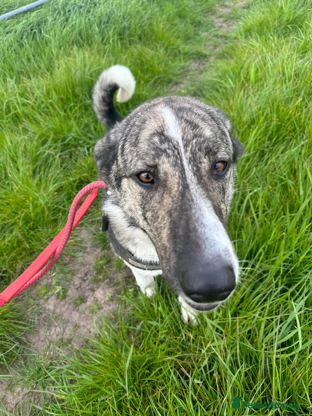 Mixed Breed dogs for adoption: Meet Kane, currently residing in Cheshire  in Nantwich - Advert 21