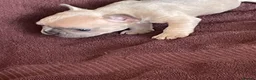 French Bulldog dogs for sale: 11 weeks, cage trained 1 Beautiful French Bulldogs - Advert 21