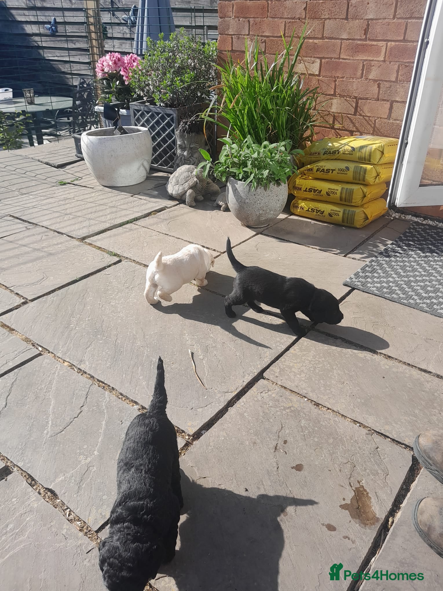 Goldendoodle dogs Goldendoodle puppies for sale - Advert 9