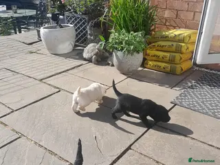 Goldendoodle dogs Goldendoodle puppies for sale - Advert 6