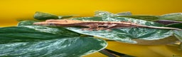 Gecko reptiles for sale: Crested Gecko babies/juveniles - Red Lily whites  in Leicester - Advert 5