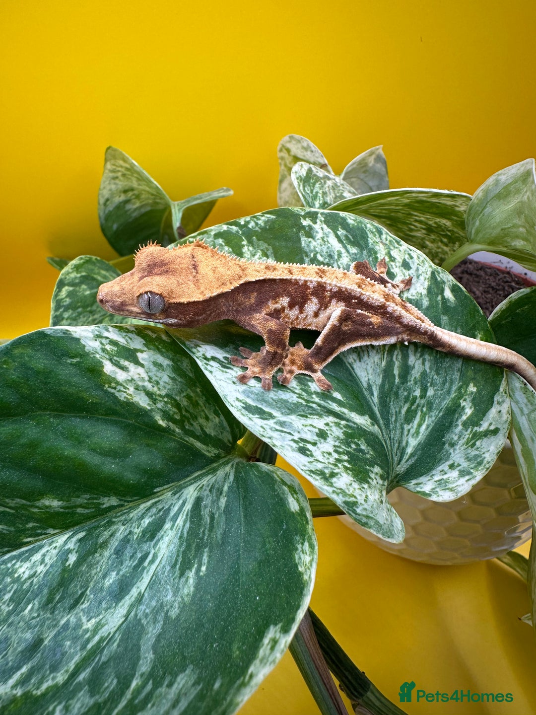 Gecko reptiles for sale: Crested Gecko babies/juveniles - Red Lily whites  in Leicester - Advert 5