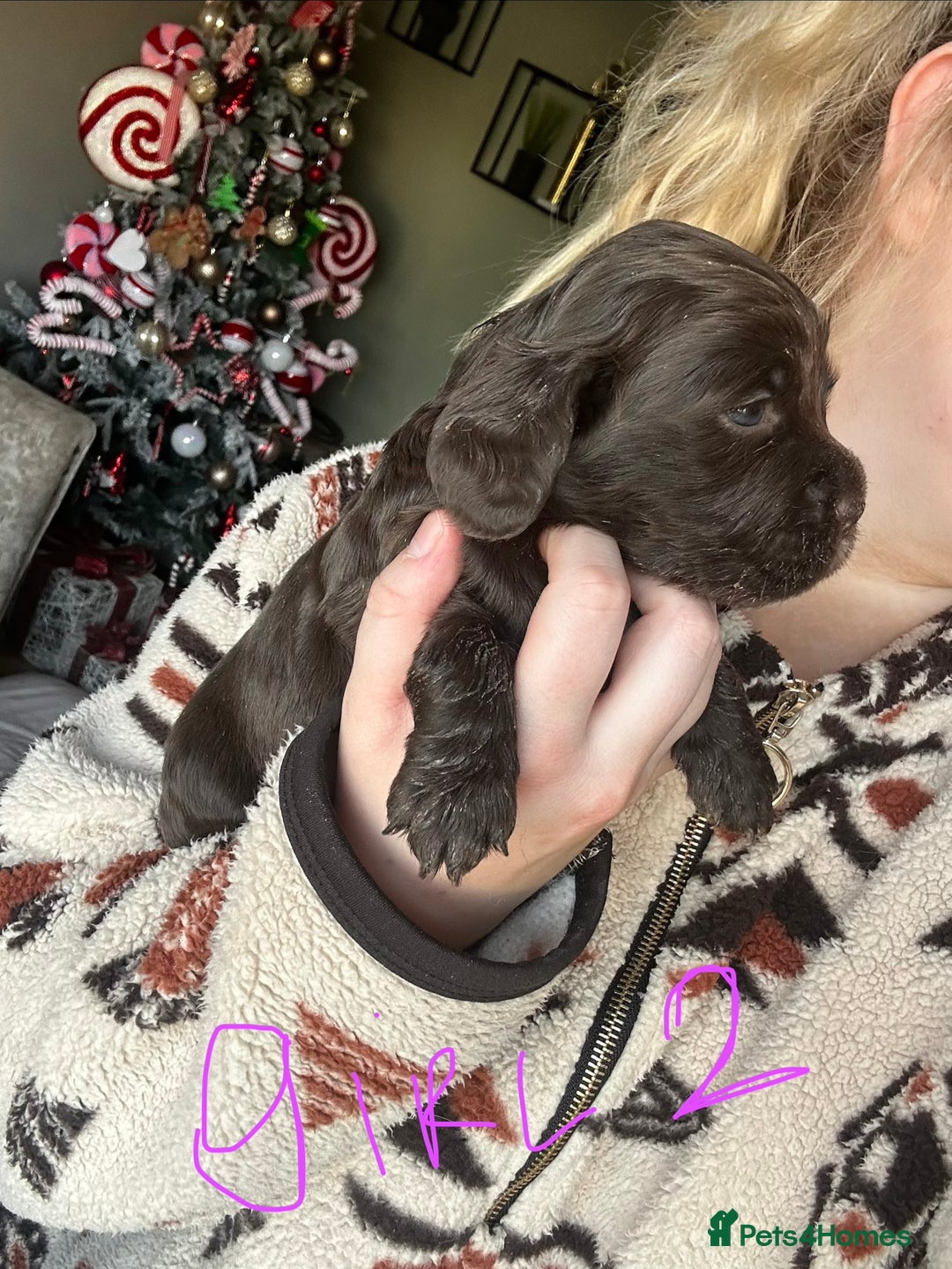 Sprocker dogs for sale: ONE BLACK BOY LEFT❤️‍🩹 - Advert 17