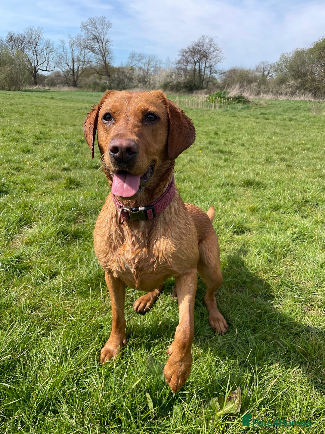 Labrador Retriever dogs for sale: Indie fox red Labrador  - Image 1