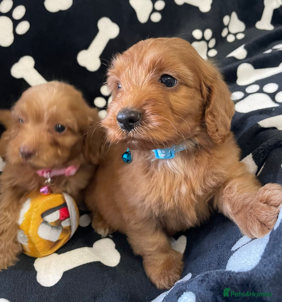 Cockapoo dogs for sale: Stunning Fox Red f1 cockapoo puppies  - Image 11