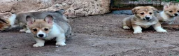 Welsh Corgi Pembroke dogs for sale: KC Pembroke Corgis  - Advert 18