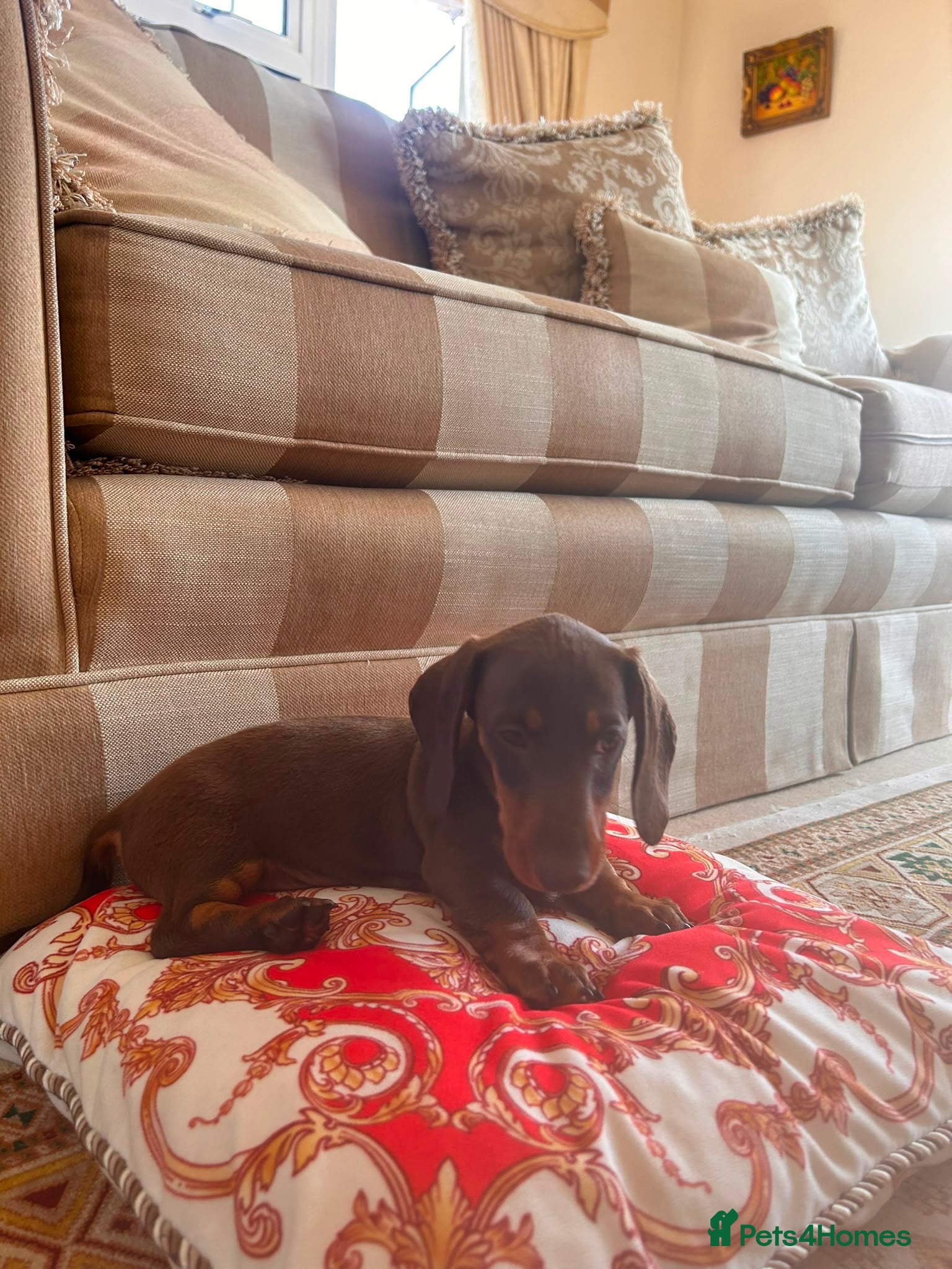 Miniature Dachshund dogs Now only one Boy available !!  - Advert 2