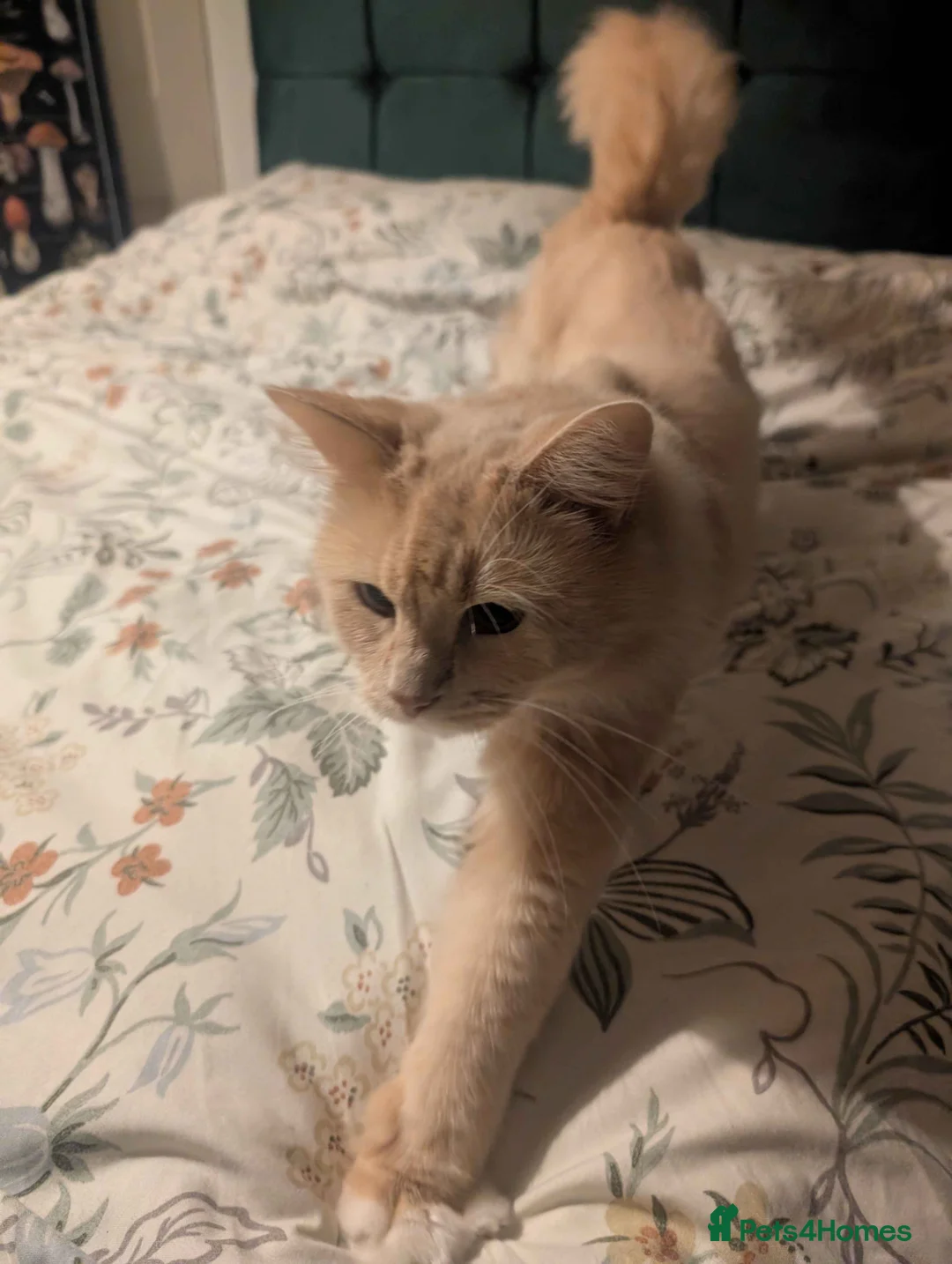 Mixed Breed cats for sale: 4 Ragoll-cross kittens available  - Advert 10