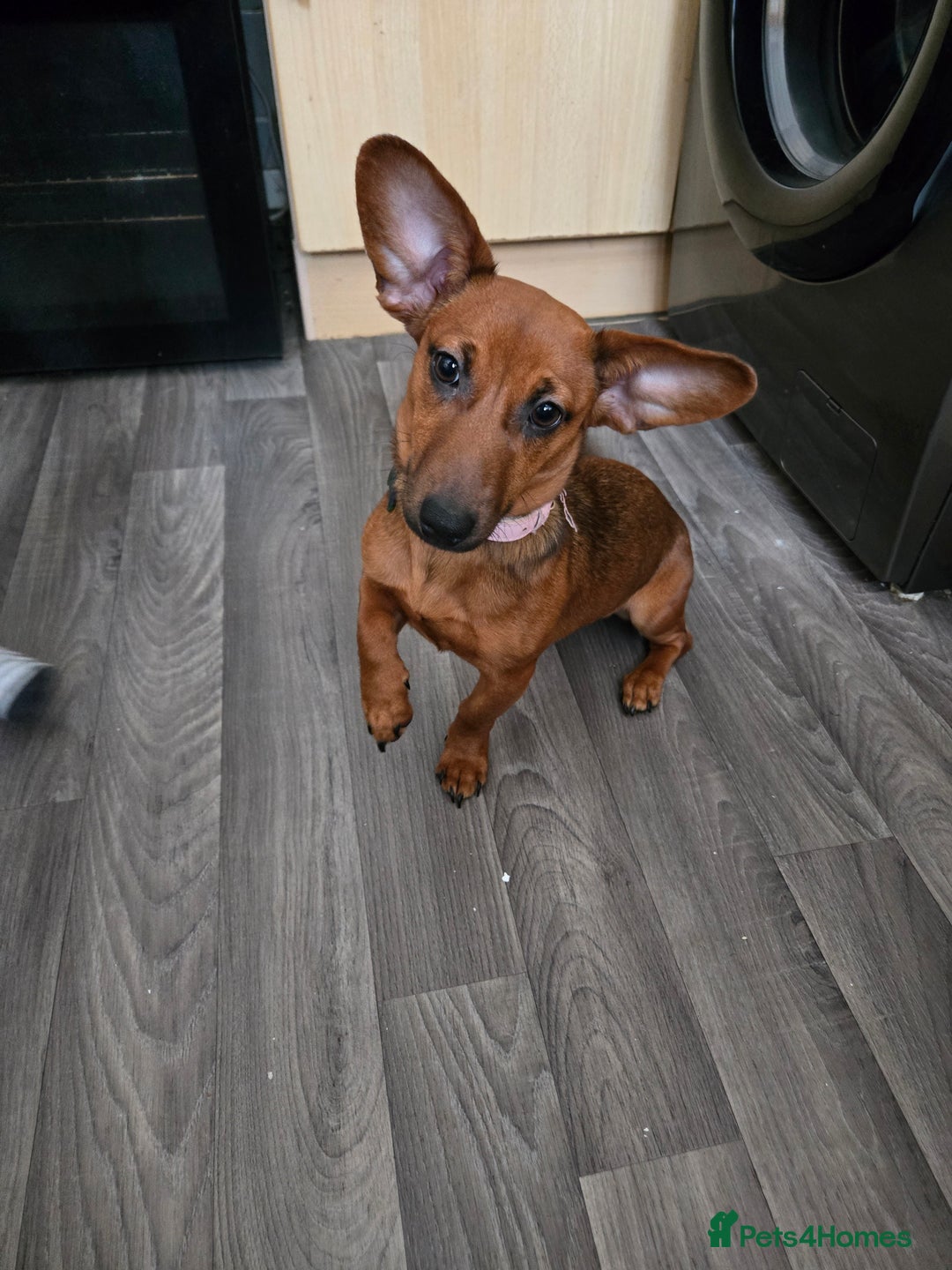 Mixed Breed dogs for sale: 6 month old Miniature dachshund x breed - Advert 2