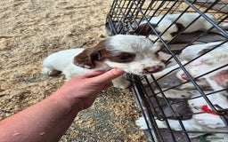Mixed Breed dogs for sale: Springer spaniel puppies  - Image 15