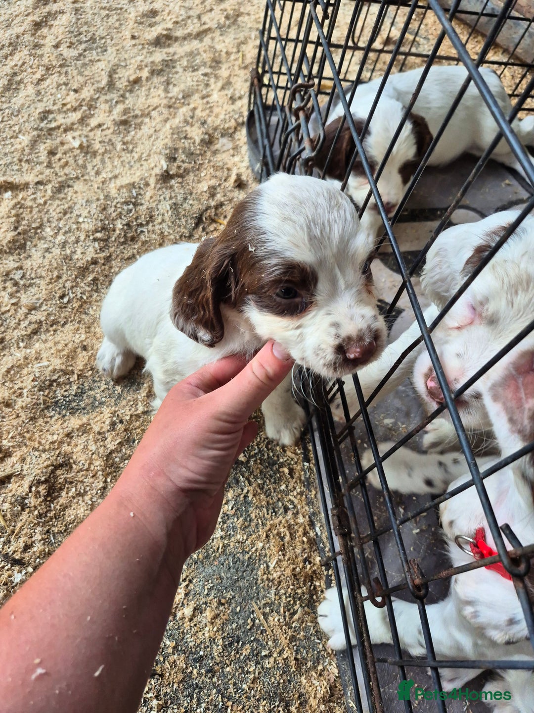 Mixed Breed dogs for sale: Springer spaniel puppies  - Image 15