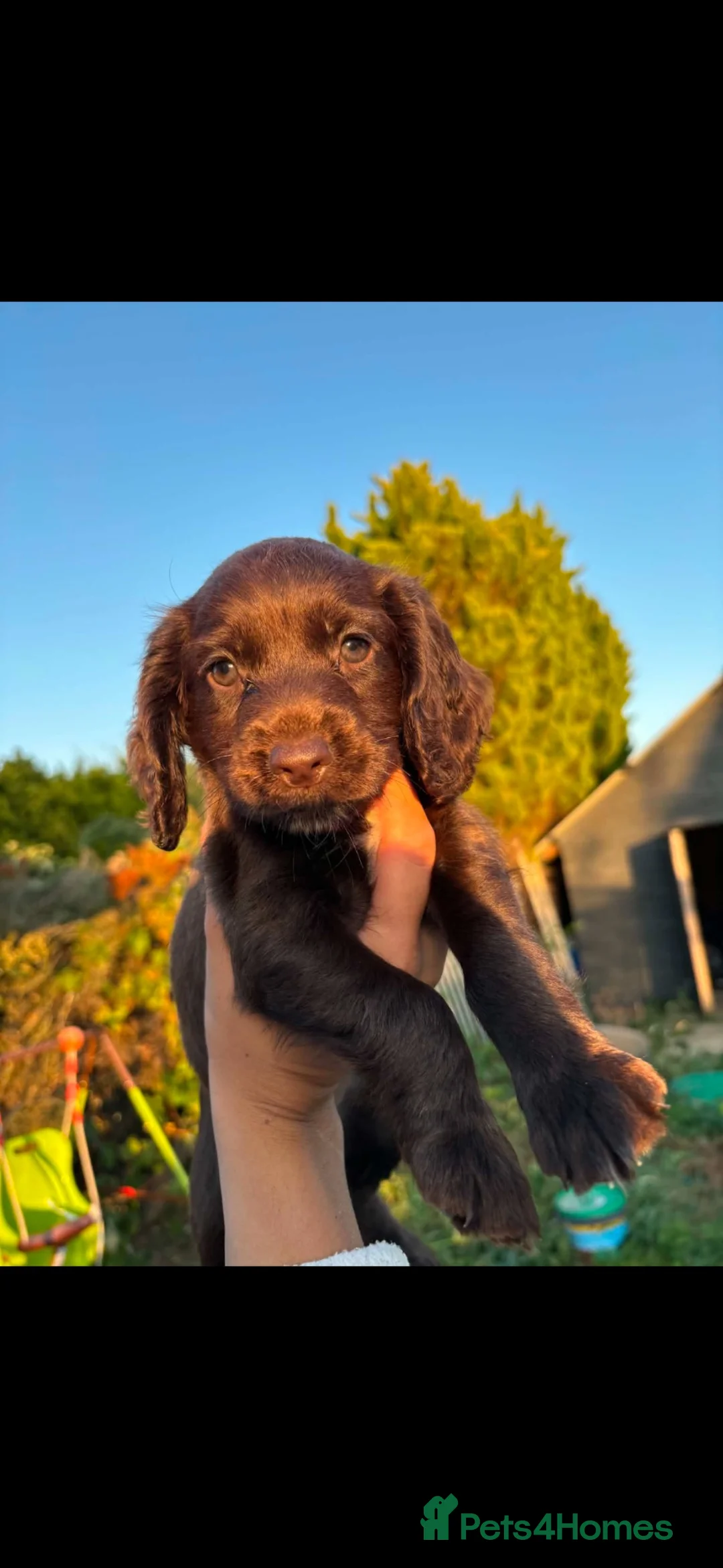 Cocker Spaniel dogs for sale: 5 gorgeous cocker spaniel puppies left - Advert 22