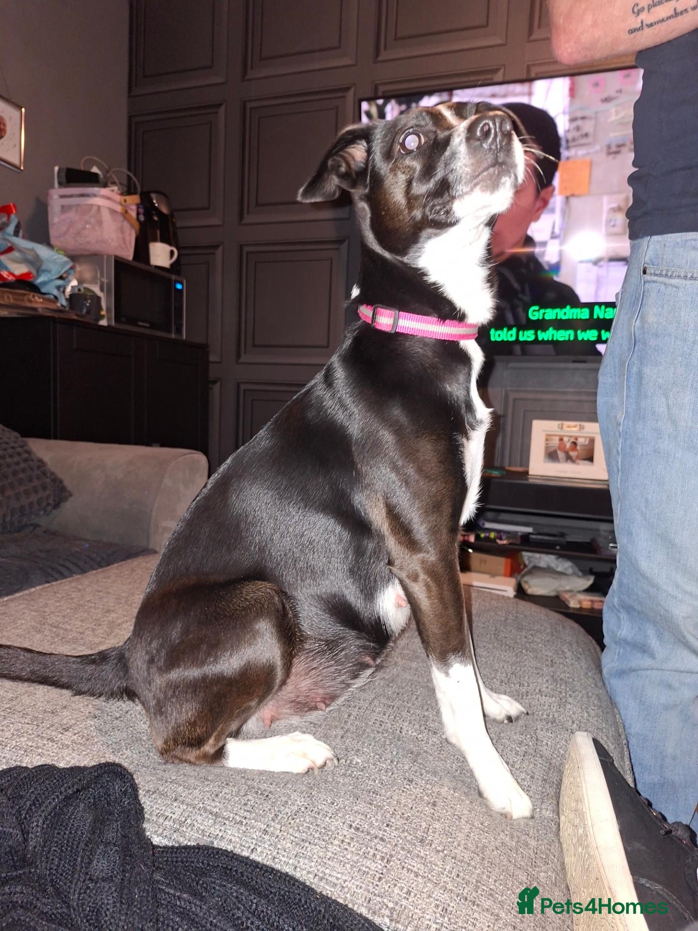 Borador dogs for sale: Borador puppies for sale  - Advert 5