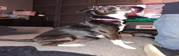 Borador dogs for sale: Borador puppies for sale  - Advert 1