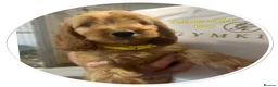 Cockapoo dogs for sale: 3 playful  F1  cockapoo boys ready to leave - Advert 26