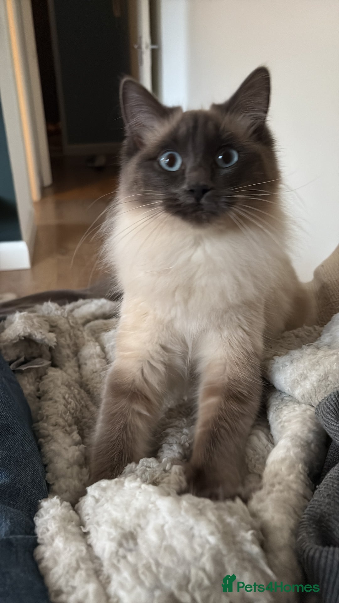 Ragcoon cats for sale: Last Female Ragcoon kitten - ready to leave - Advert 2