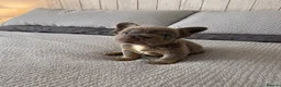 French Bulldog dogs for sale: Beautiful Visual Fluffy French Bulldog Puppies - Advert 1