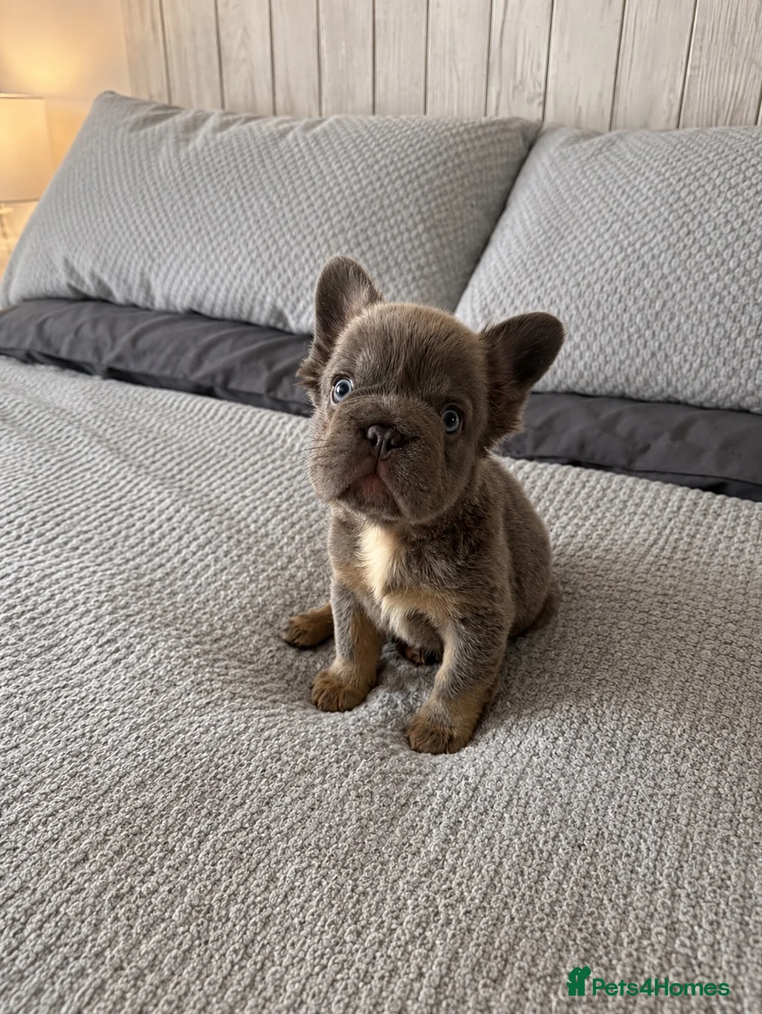 French Bulldog dogs for sale: Beautiful Visual Fluffy French Bulldog Puppies - Advert 1